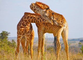 Giraffes of Kenya