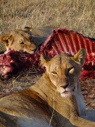 Morning Game Drive: Nature's Glory