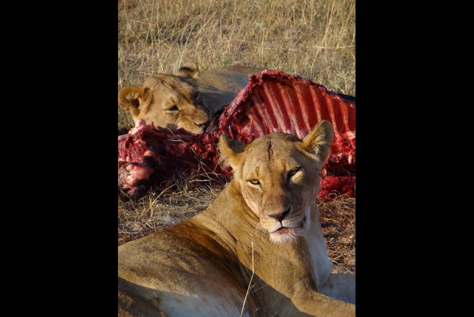 Morning Game Drive: Nature's Glory