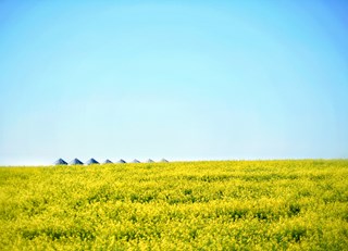 "Prairie Gold"