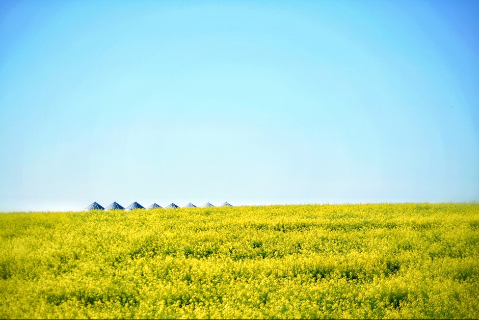 "Prairie Gold"