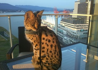Ramsey, the African Serval, welcomed at the Fairmont Pacific Rim