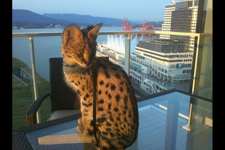 Ramsey, the African Serval, welcomed at the Fairmont Pacific Rim