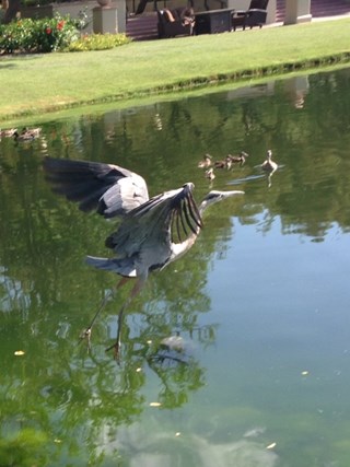 Egret in Flight