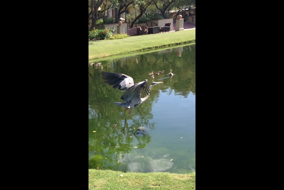 Egret in Flight