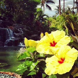 An Orchid Paradise...