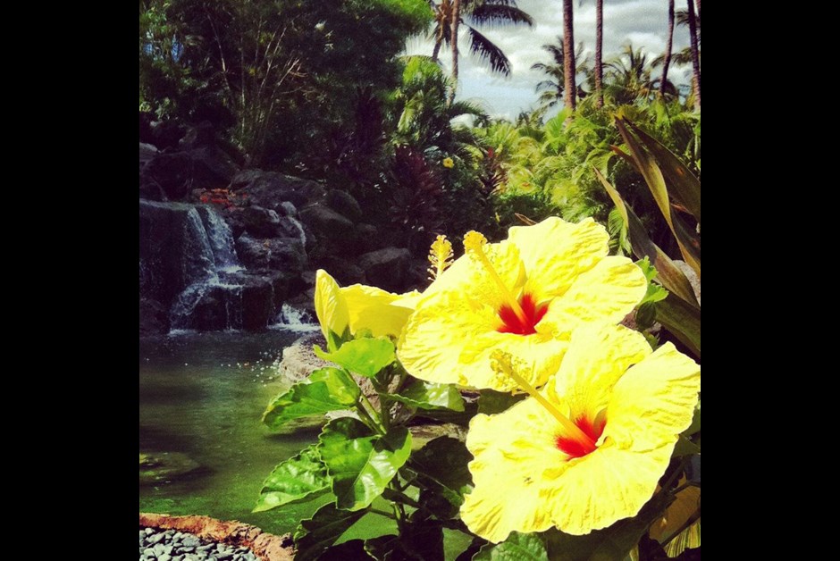 An Orchid Paradise...