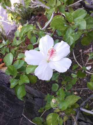 The rare and elusive white hibiscus.