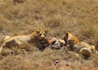 Lions at Lunch