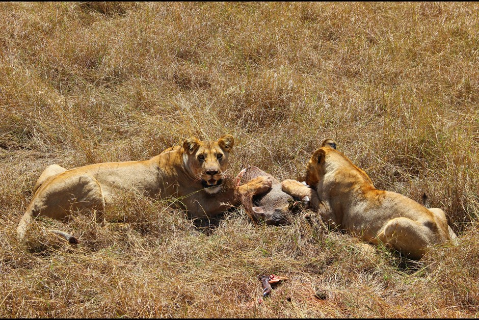 Lions at Lunch