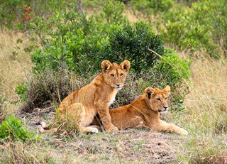 Adventures in the Mara