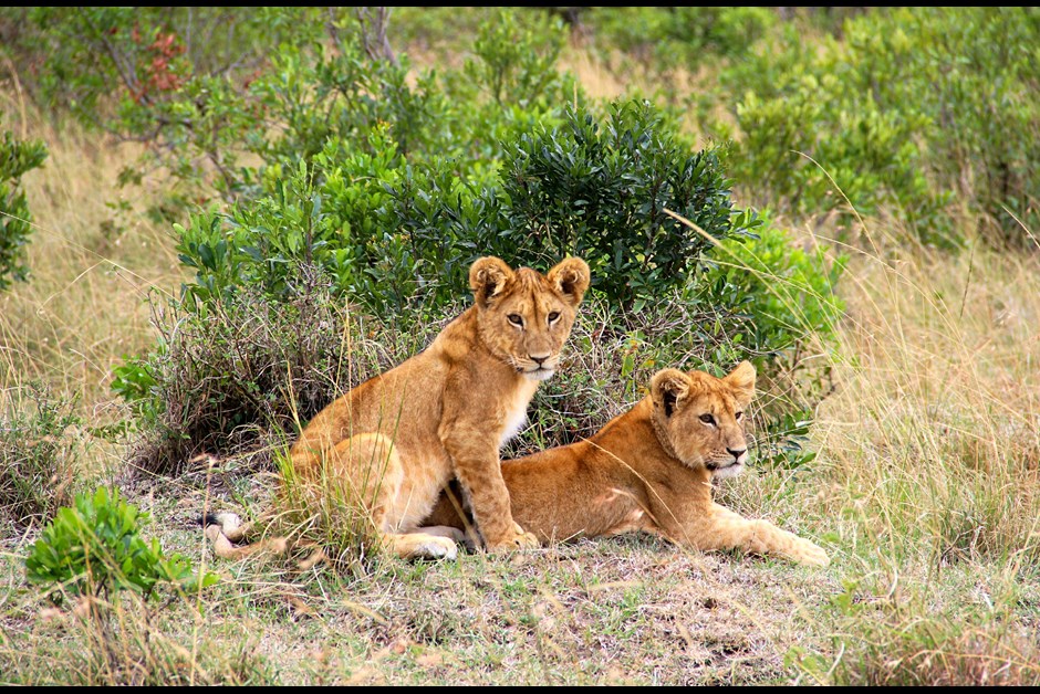 Adventures in the Mara