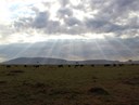 Wildebeests at Sunset