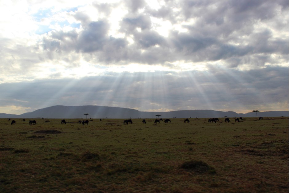 Wildebeests at Sunset