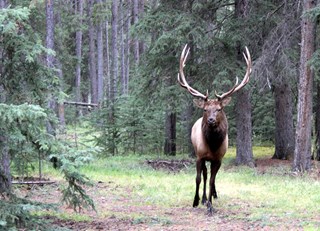 Majestic Elk