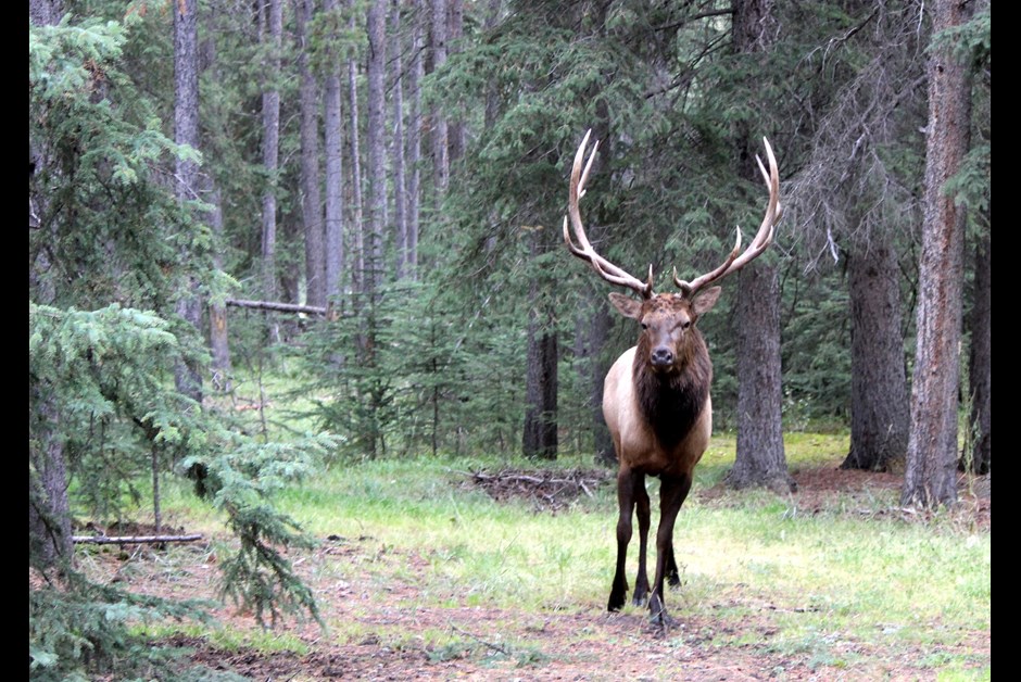 Majestic Elk