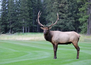 Amazing Elk