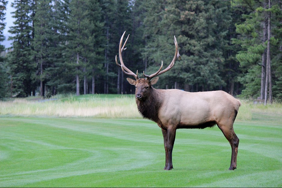 Amazing Elk