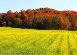 Mustard Fields and Magnificent Autumn Colours