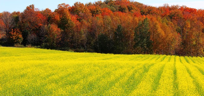 Mustard Fields and Magnificent Autumn Colours