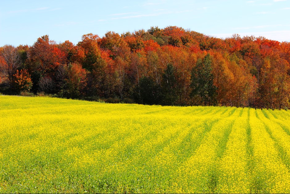 Mustard Fields and Magnificent Autumn Colours