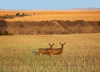 Curious Deer