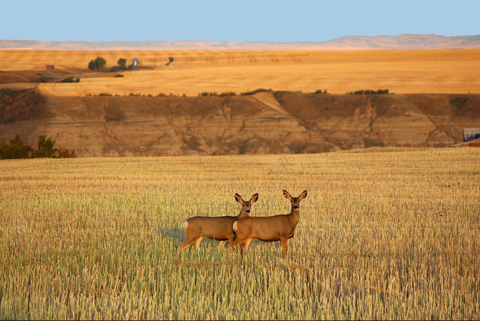 Curious Deer