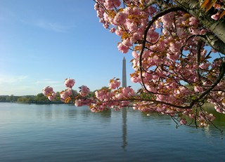 Cherry Blossoms in Washington, DC
