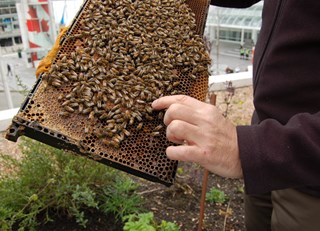 What makes a Queen bee so Royal? The Buzz on Bees with Bee Butler Michael King ~ July 29th