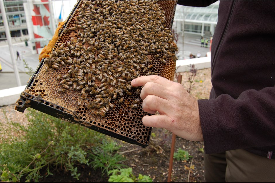 What makes a Queen bee so Royal? The Buzz on Bees with Bee Butler Michael King ~ July 29th