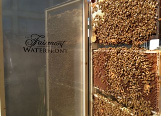 Now you see us - now you don't! The Buzz on Bees with Bee Butler Michael King ~ August 11, 2014