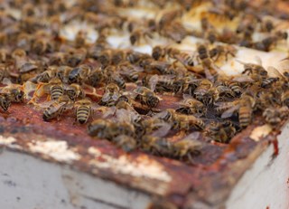 The career path of a worker bee! (The Buzz on Bees with Bee Butler Michael King)