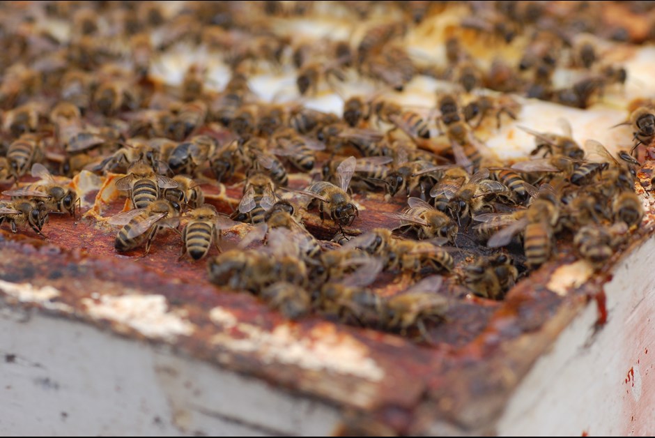 The career path of a worker bee! (The Buzz on Bees with Bee Butler Michael King)