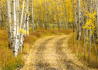 Fall in Telluride