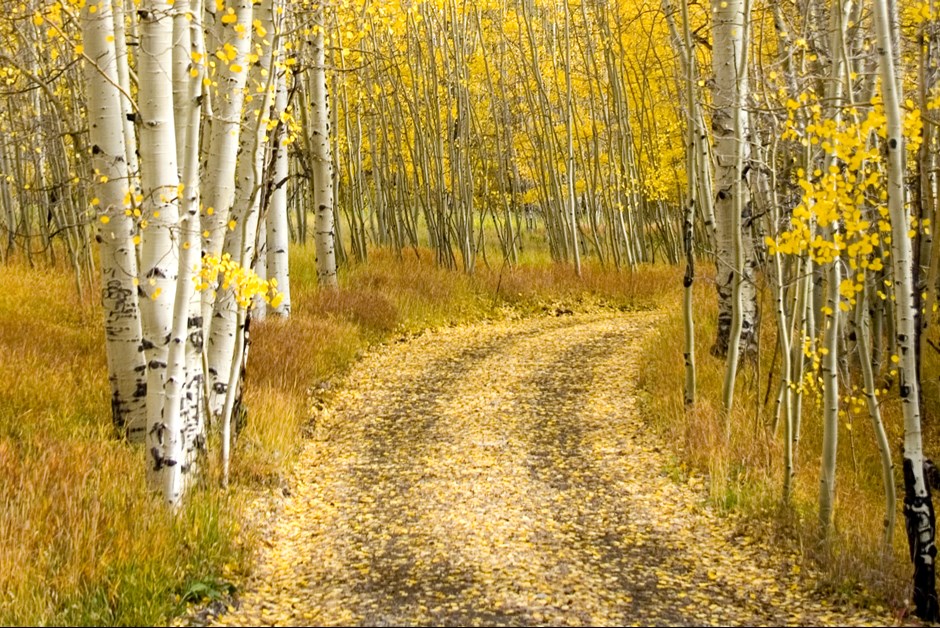 Fall in Telluride