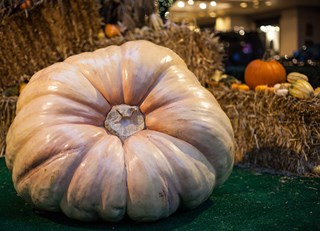 The Most Preposterous Pumpkin You Ever Did See