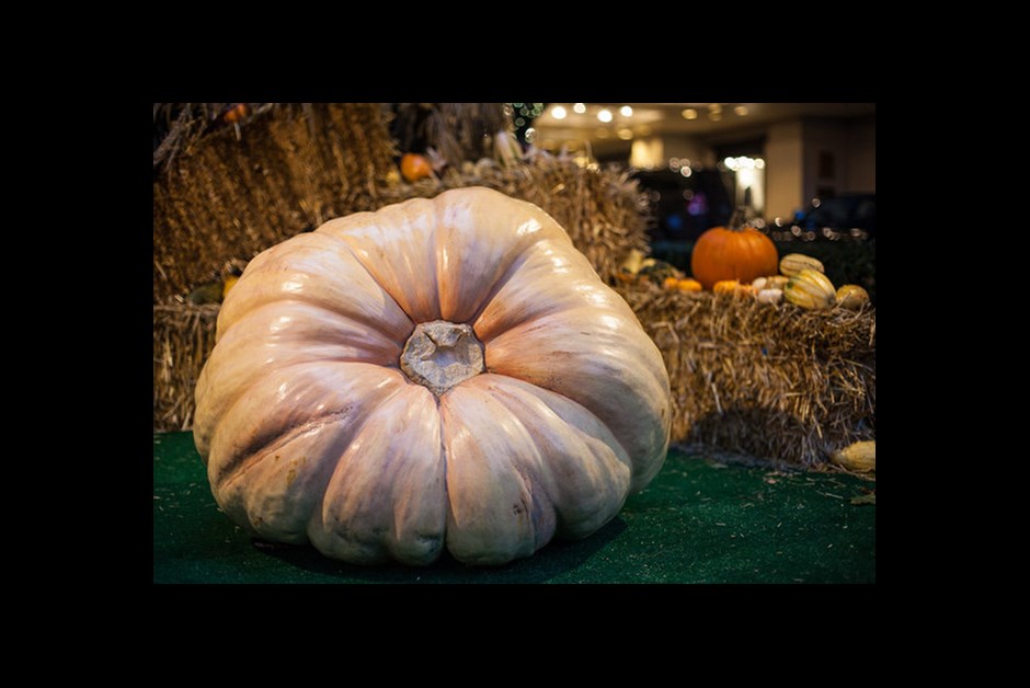 The Most Preposterous Pumpkin You Ever Did See