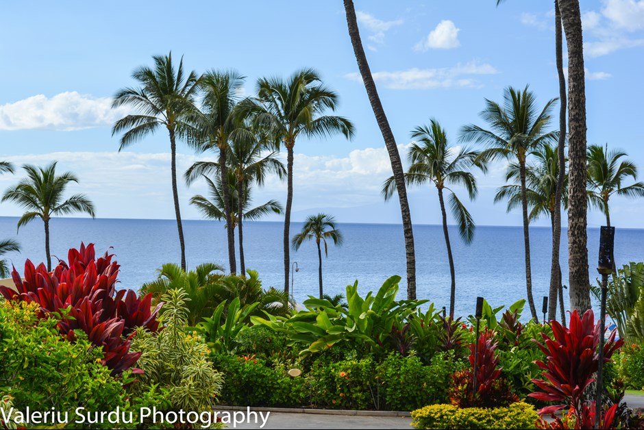 Fairmont Maui garden.jpg