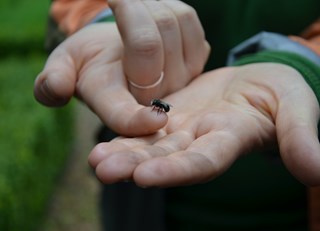 They're Baaack!! The Buzz on Bees with Bee Butler Michael King