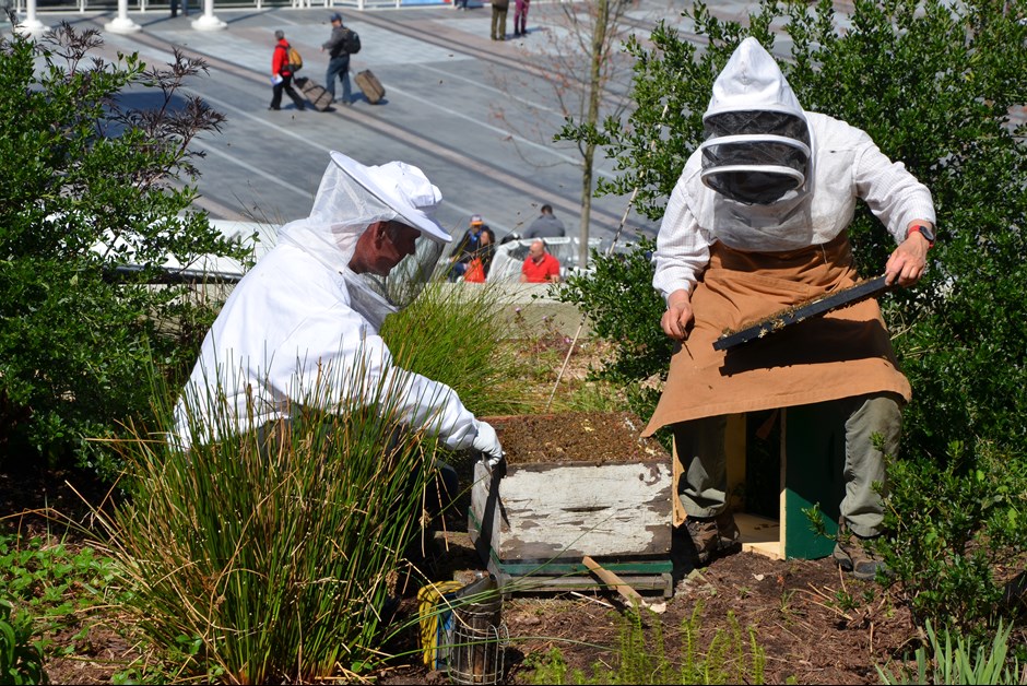 Inspecting the Brood