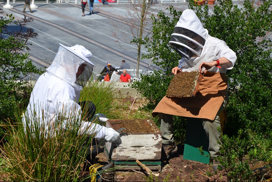 Inspecting the Brood