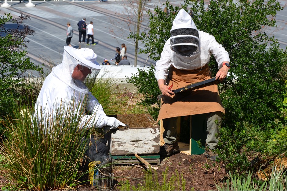 Inspecting the Brood
