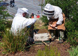 The Bees are Back in Town! - The Buzz on Bees with Bee Butler Michael King (April 2015)