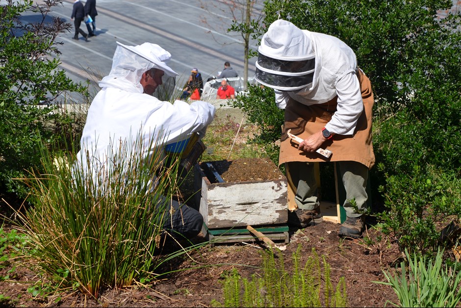 The Bees are Back in Town! - The Buzz on Bees with Bee Butler Michael King (April 2015)