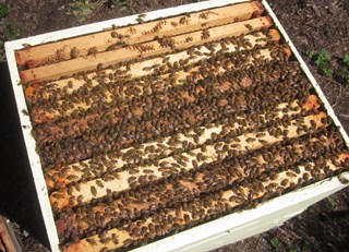 Our Bees are Just &#39;Super&#39;! - The Buzz on Bees with Bee Butler Michael King (May 2015)