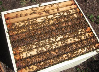 Our Bees are Just 'Super'! - The Buzz on Bees with Bee Butler Michael King (May 2015)