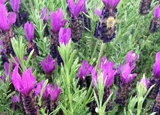 A Royal Succession - Our Hives get new Queens! The Buzz on Bees with Bee Butler Michael King (May 2015)