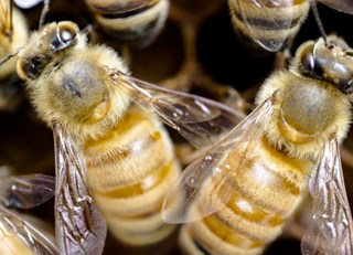 A Honey of a Summer ~ The Buzz on Bees with Bee Butler Michael King (July 2015)