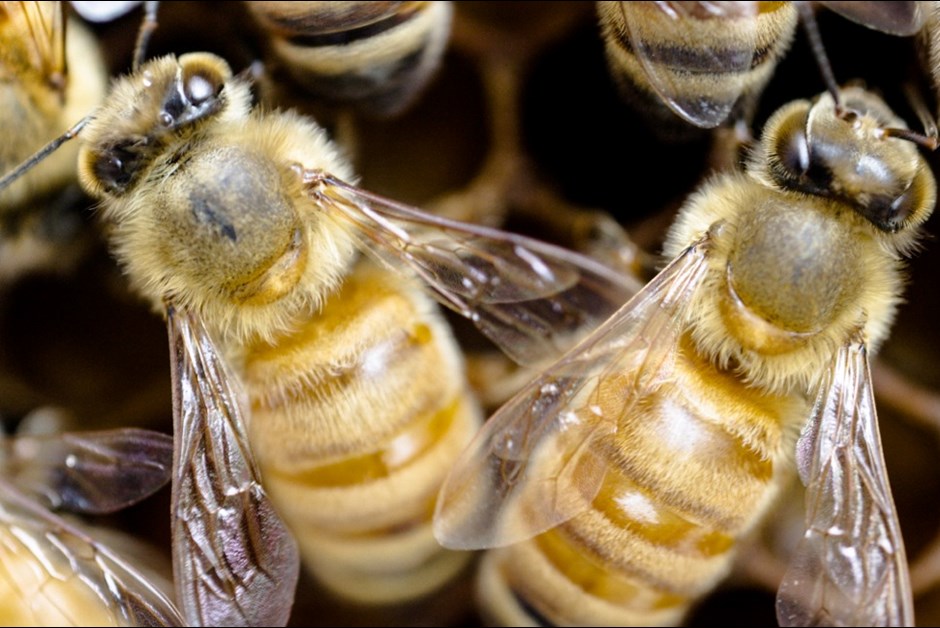 A Honey of a Summer ~ The Buzz on Bees with Bee Butler Michael King (July 2015)
