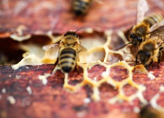 The Summer That Keeps on Giving ~ The Buzz on Bees with Bee Butler Michael King (August 2015)